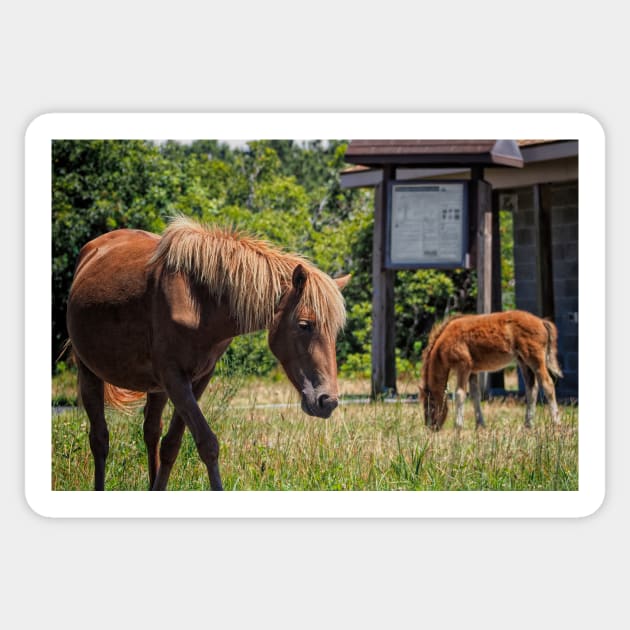 Assateague Pony Moonshadow with Foal Moonbeam Sticker by Swartwout